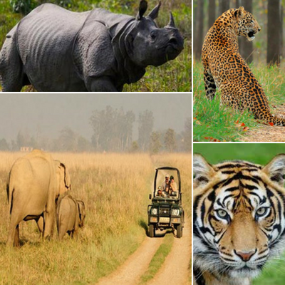 Wildlife Tour of India